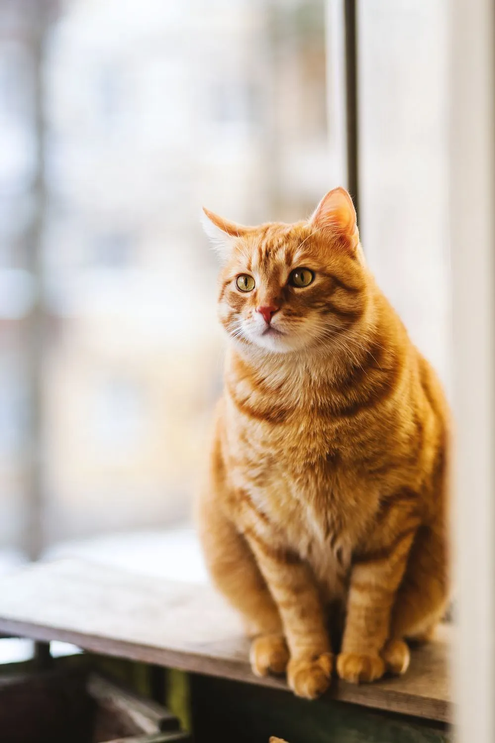 Gato atigrado junto a una ventana con luz natural