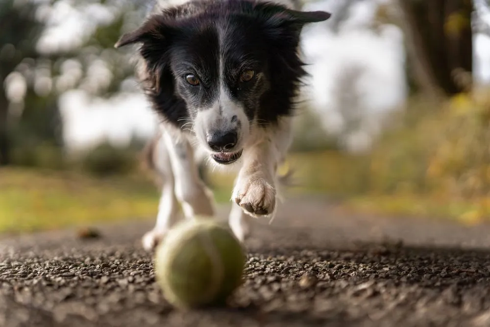 Border collie jugando con una pelota