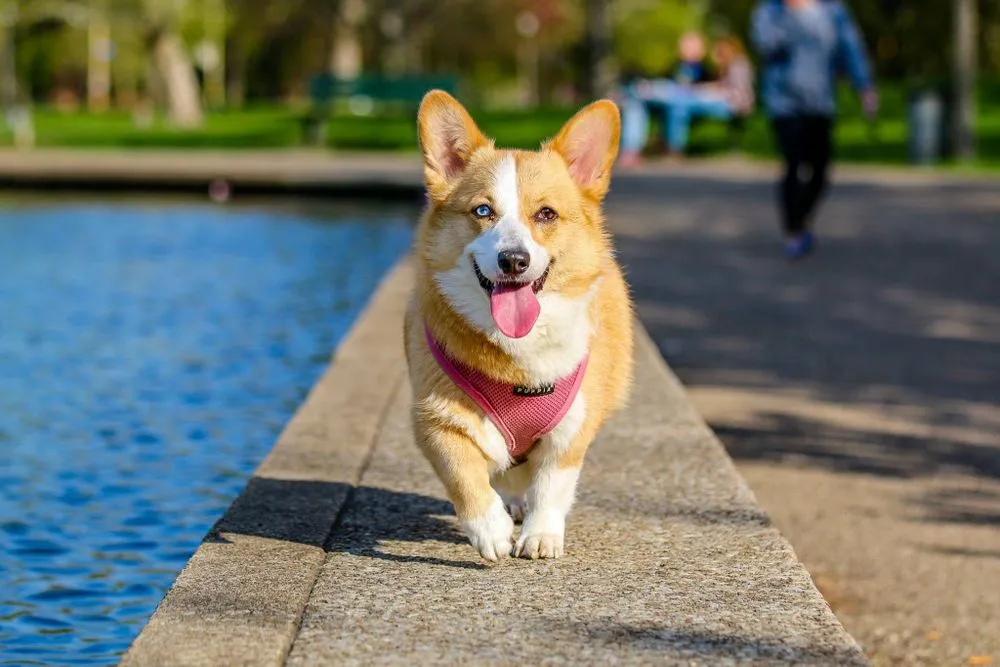 Perro corgi caminando junto a un estanque