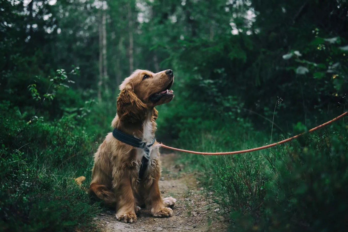 Golden retriever sentado en un bosque en penumbra