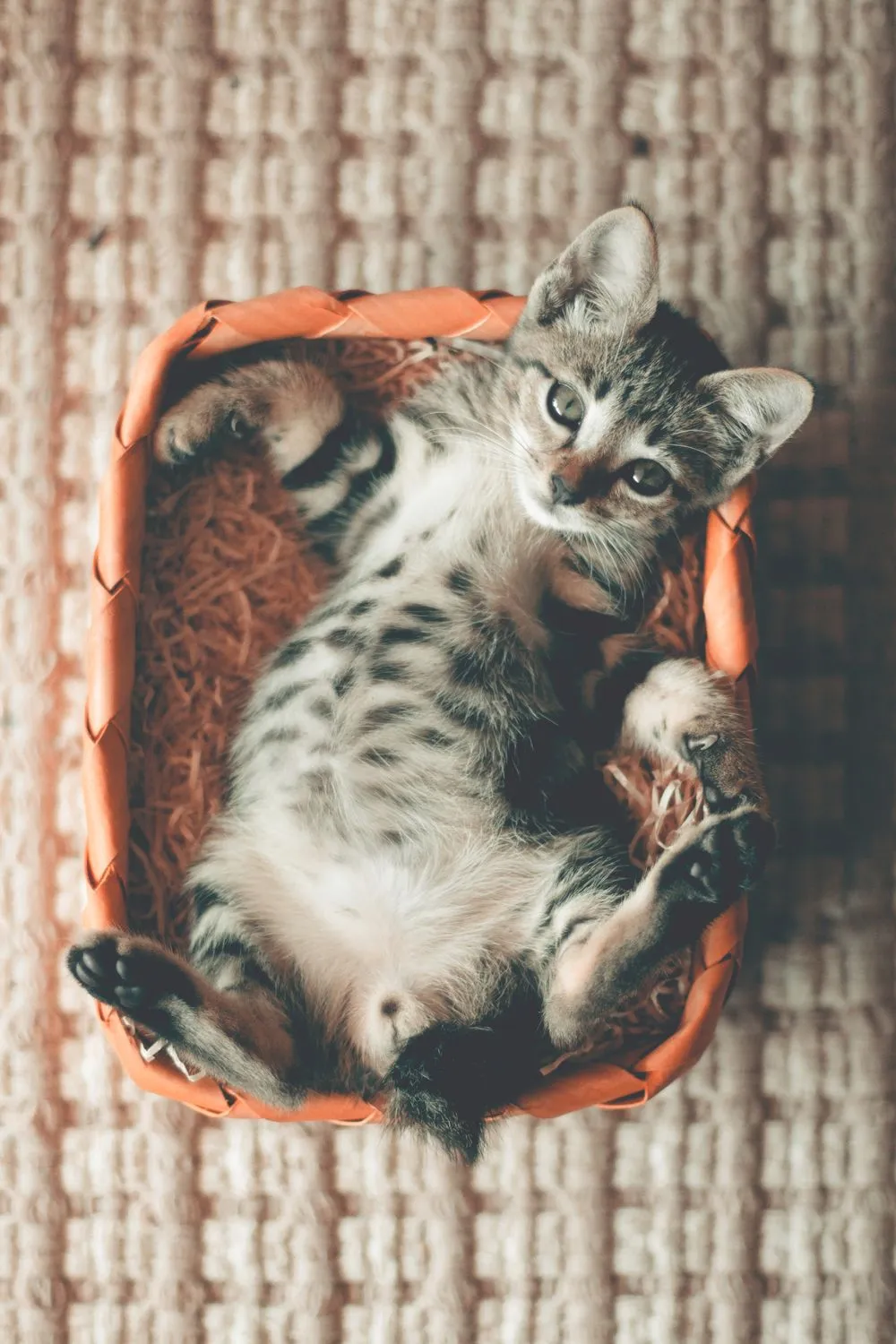 Gatito atigrado descansando en una canasta