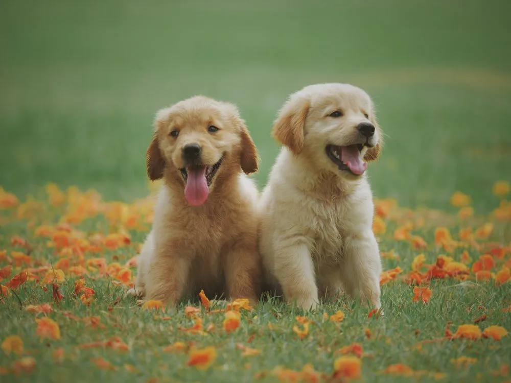 Dos cachorros dorados en el campo