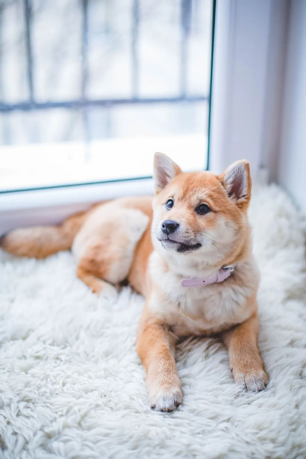 Shiba inu recostado sobre una manta clara