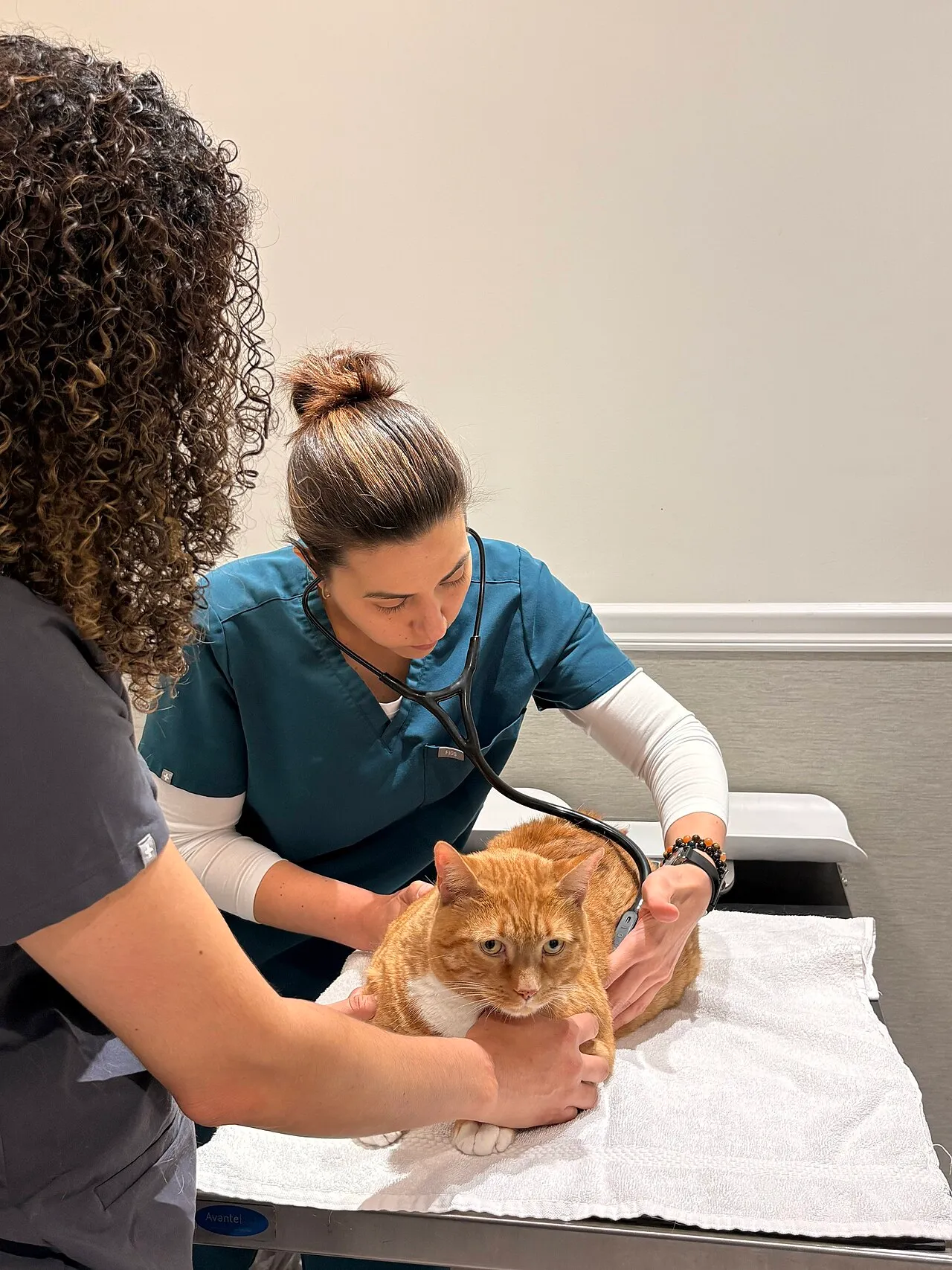 Equipo veterinario auscultando a un gato naranja durante una consulta