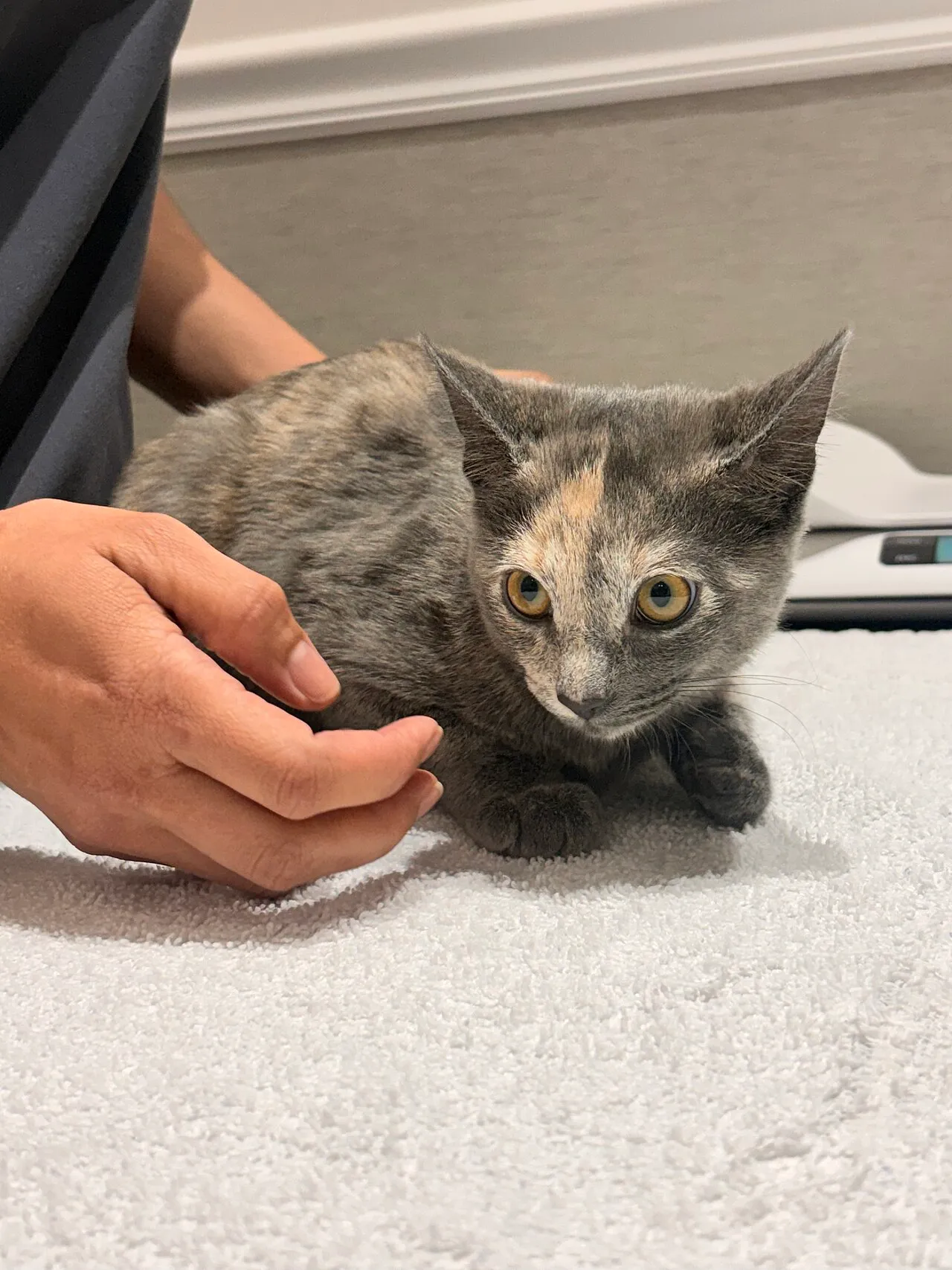 Gatito tricolor sobre la mesa de examen con una mano sosteniéndolo