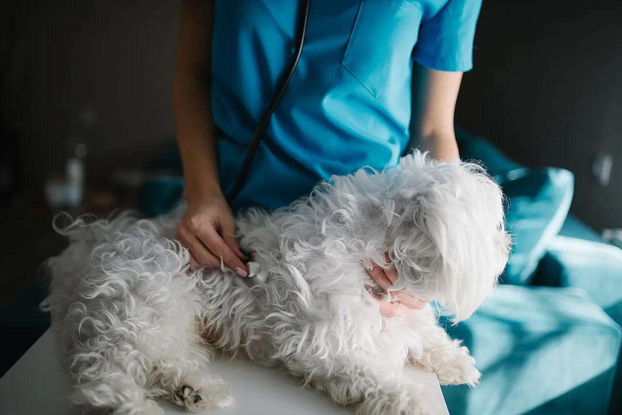 Veterinaria examinando con estetoscopio a un perro maltés en la camilla