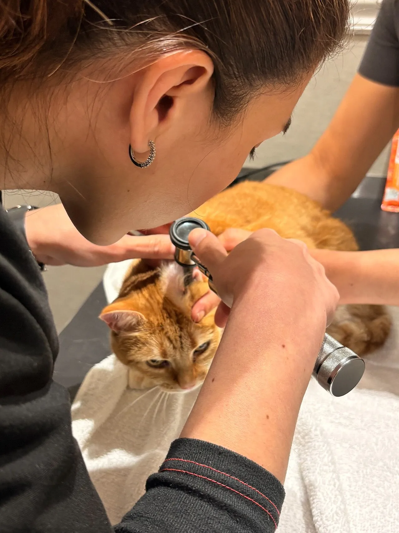 Examen con otoscopio del oído de un gato atigrado naranja