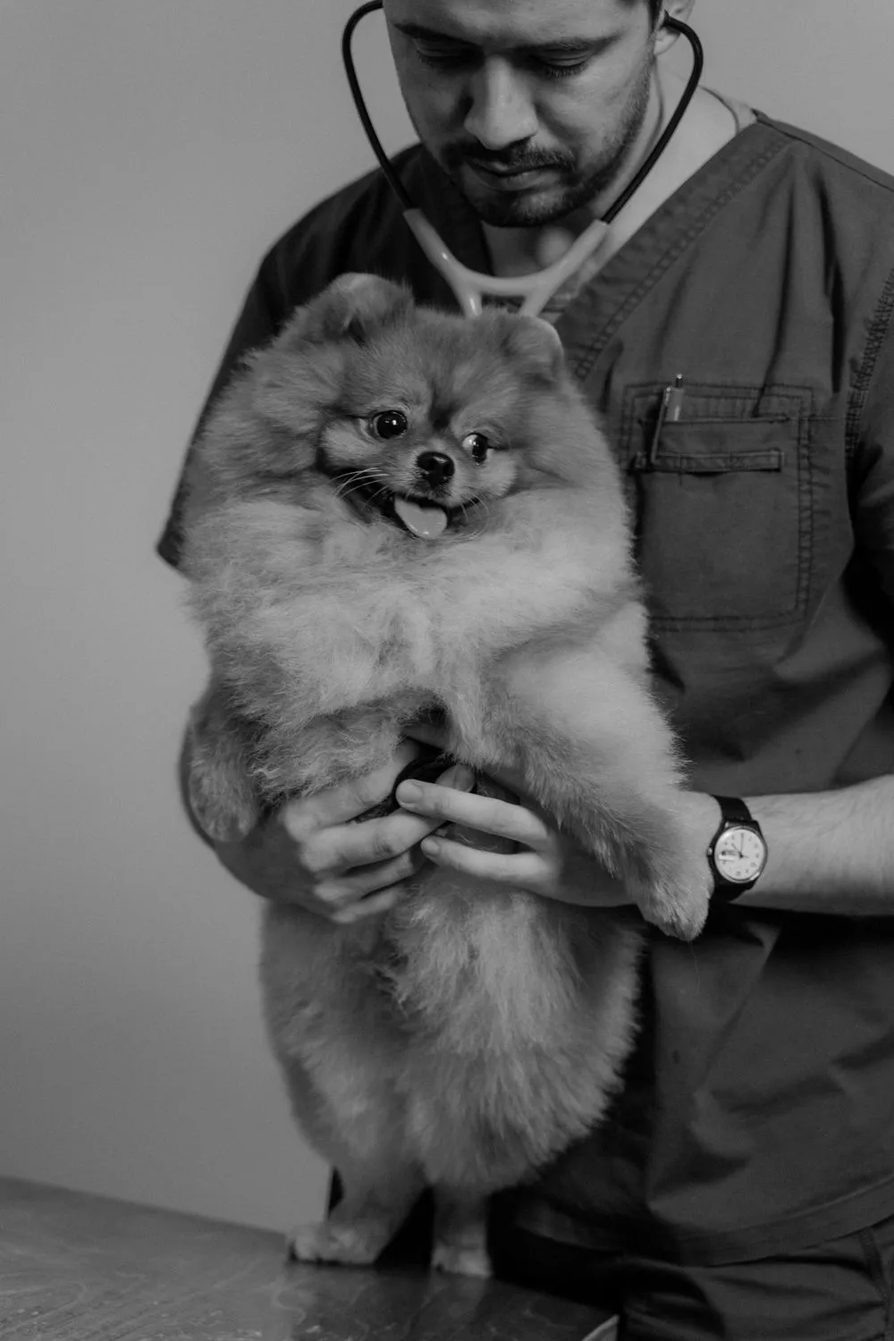 Veterinario sosteniendo a un perro pomerania durante un examen, en blanco y negro
