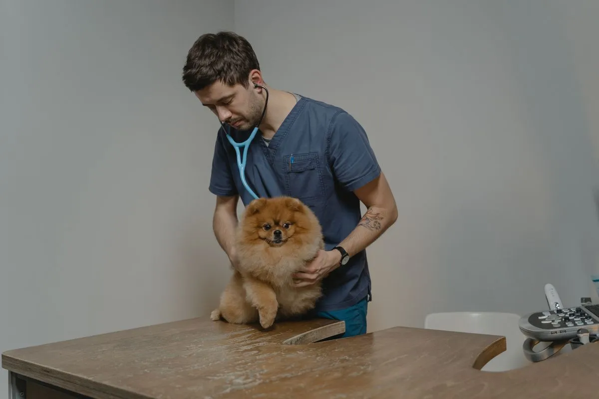 Veterinario examinando a un perro pomerania sobre la camilla