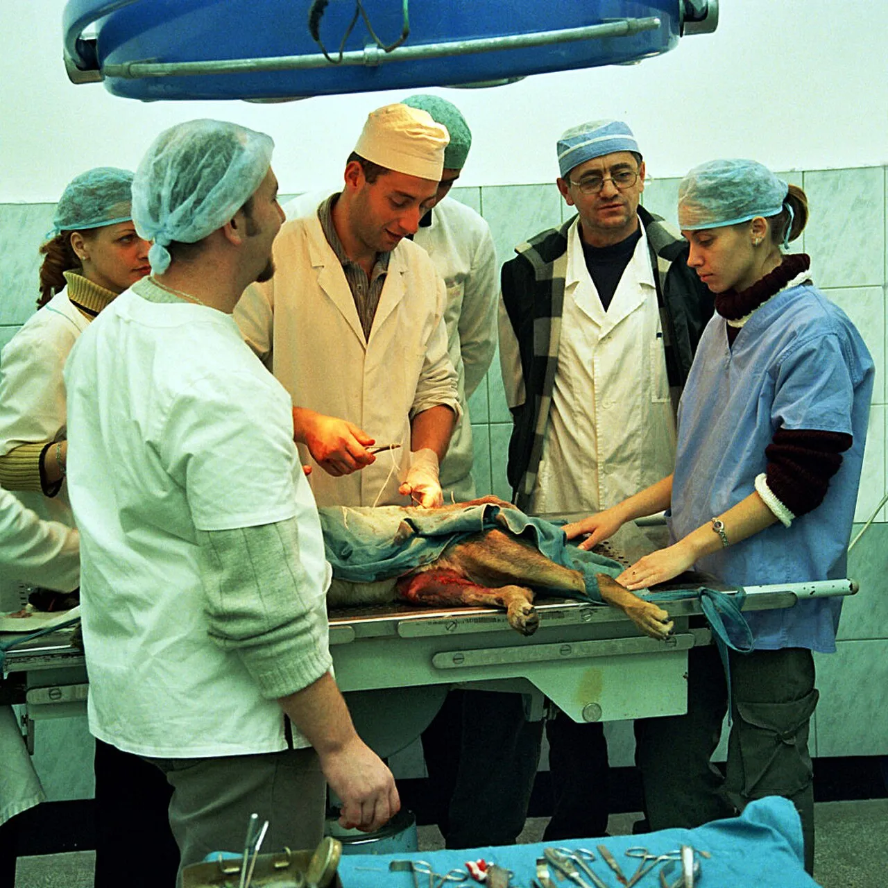 Equipo clínico durante un procedimiento quirúrgico veterinario