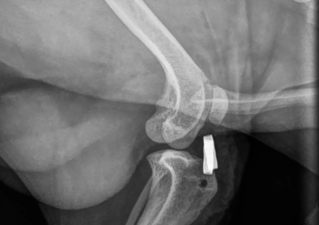 Radiografía lateral de la rodilla de un perro con implante