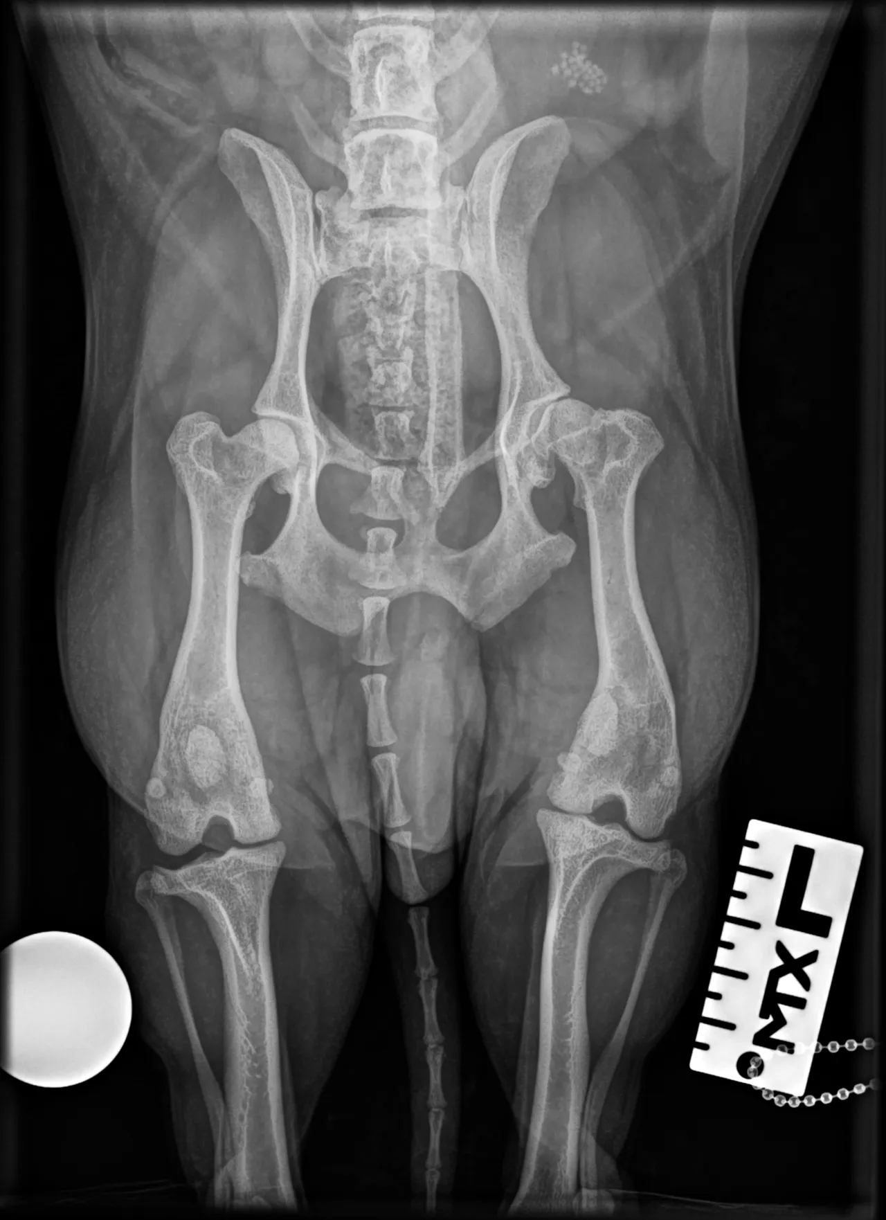 Radiografía ventrodorsal de las extremidades posteriores de un perro
